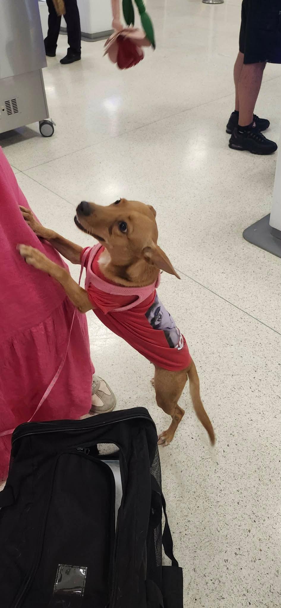 Vela, a ADOPTABLE mixed breed in Lebanon, NJ image 2/5
