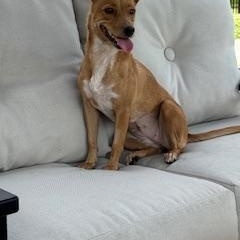 Vela, a ADOPTABLE mixed breed in Lebanon, NJ image 4/5