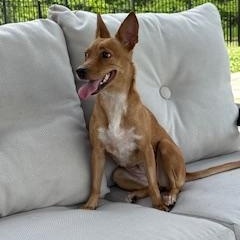 Vela, a ADOPTABLE mixed breed in Lebanon, NJ image 1/5