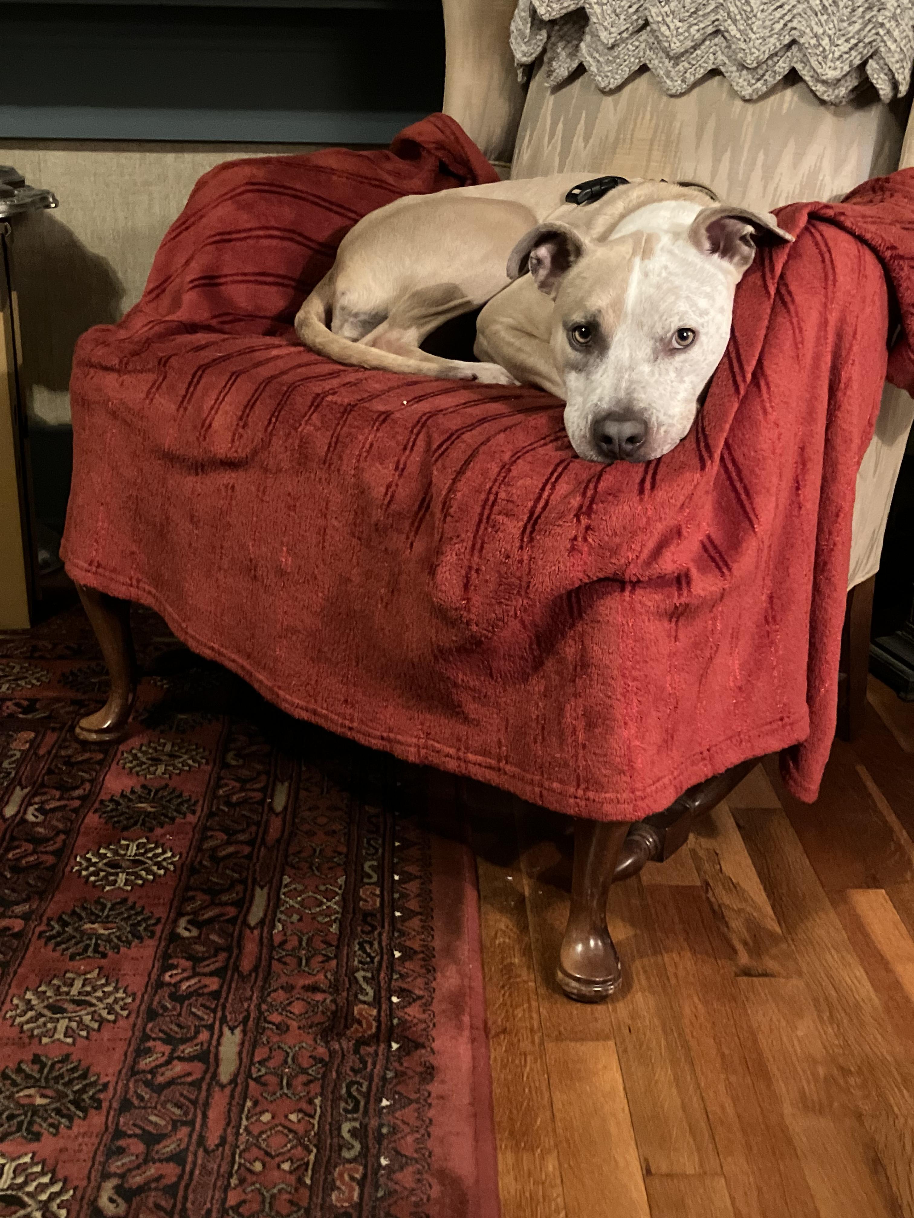 Enlarge TAWNY, a Adoptable mixed breed in Bloomfield Hills, MI image 1/5