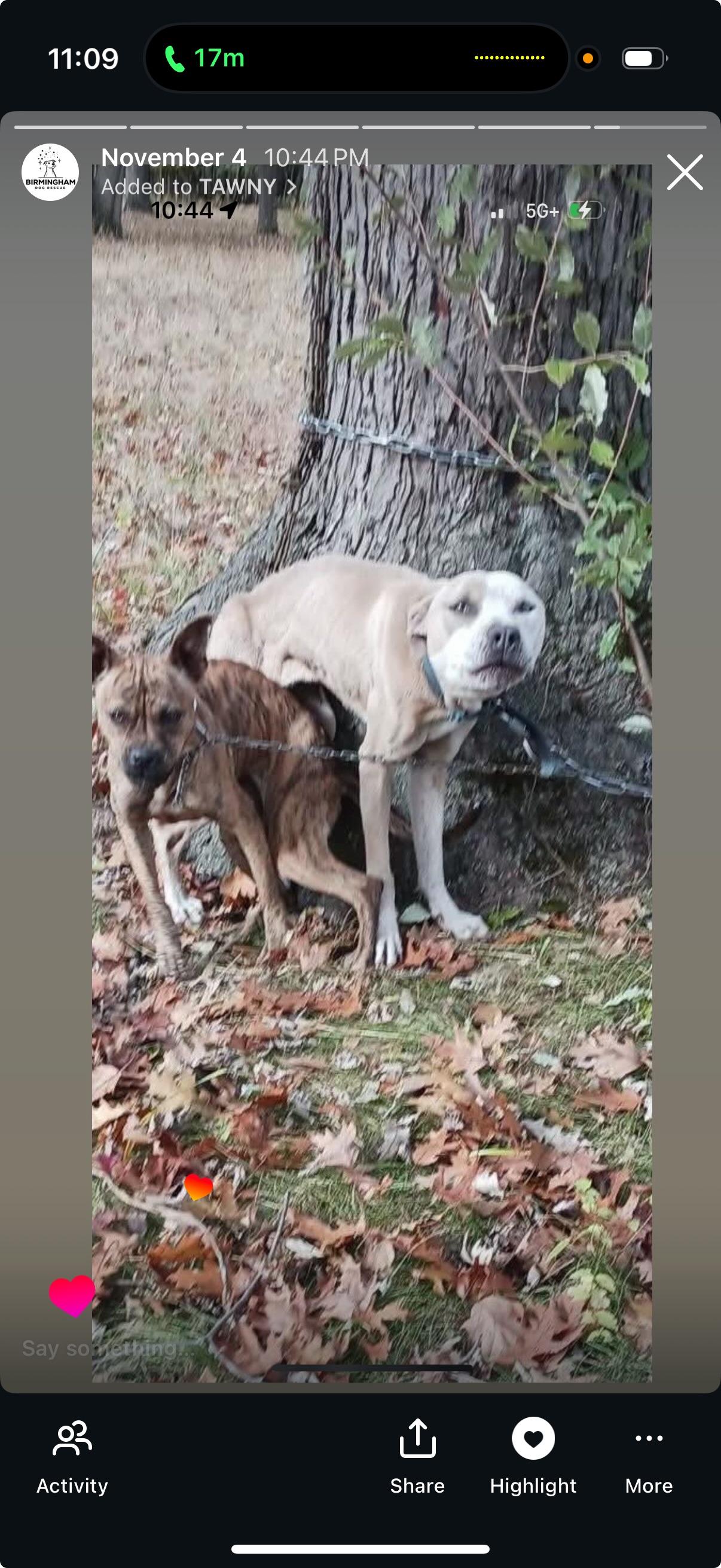 Enlarge TAWNY, a Adoptable mixed breed in Bloomfield Hills, MI image 2/5