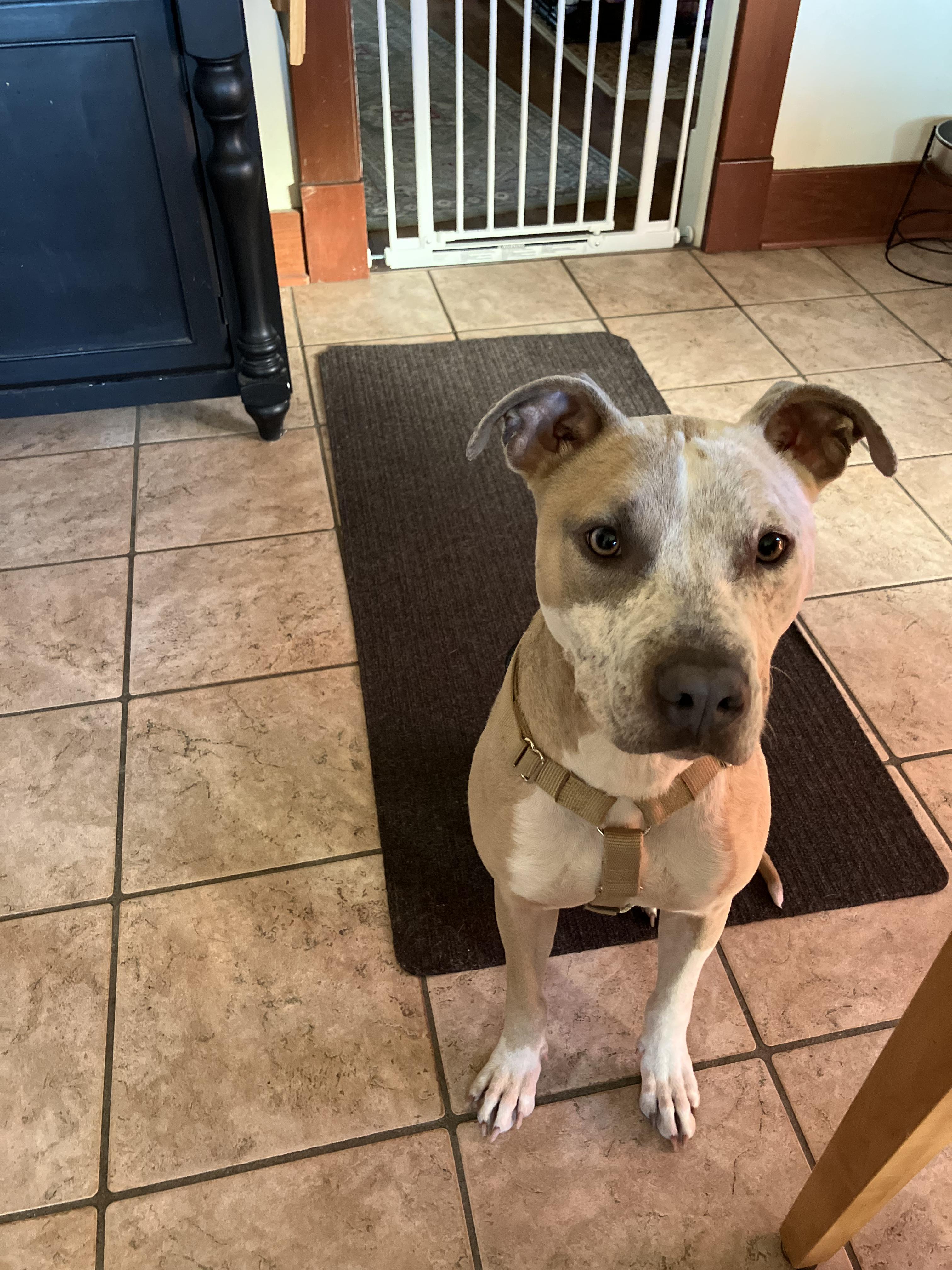 Enlarge TAWNY, a Adoptable mixed breed in Bloomfield Hills, MI image 4/5