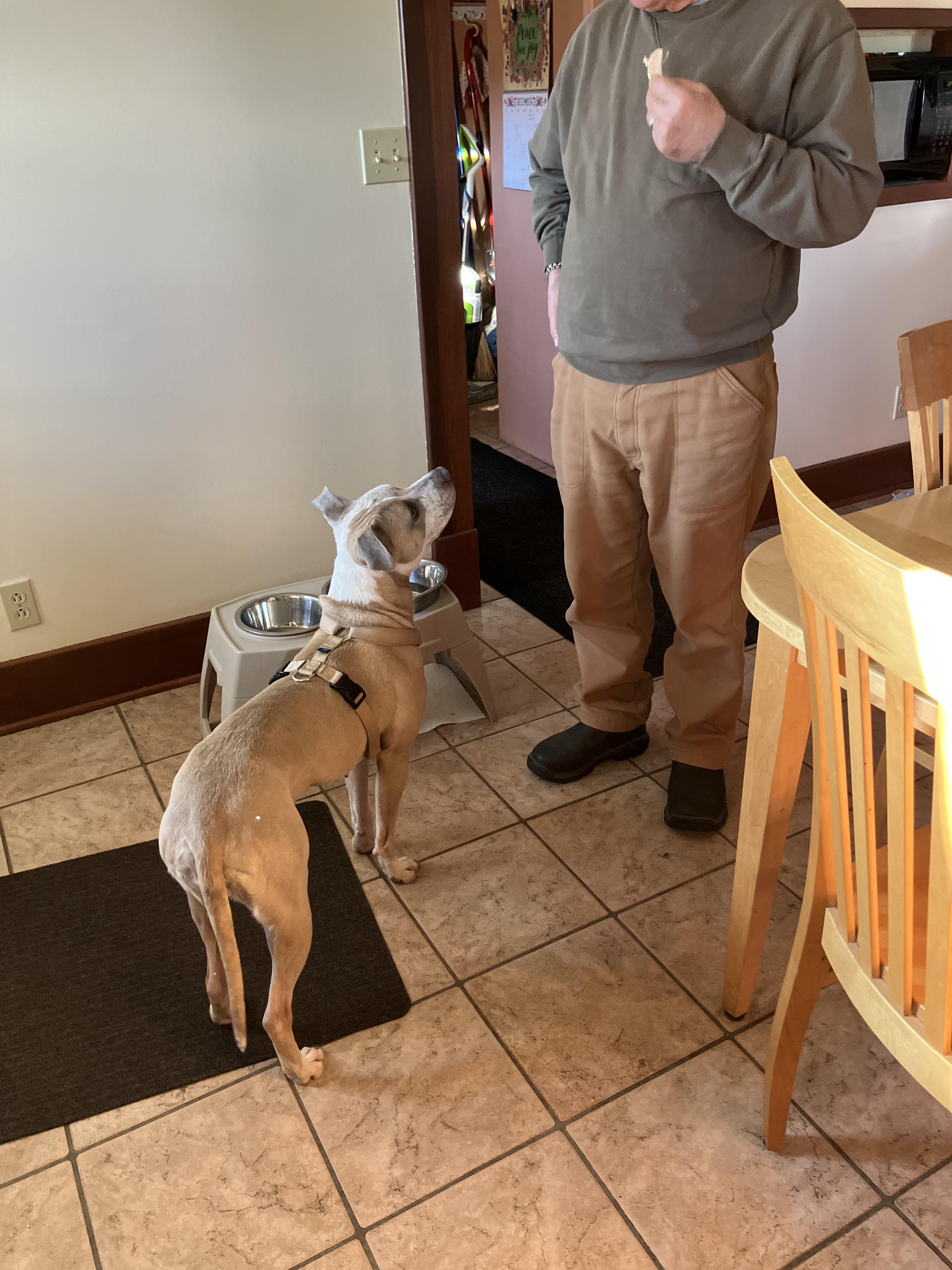 Enlarge TAWNY, a Adoptable mixed breed in Bloomfield Hills, MI image 5/5