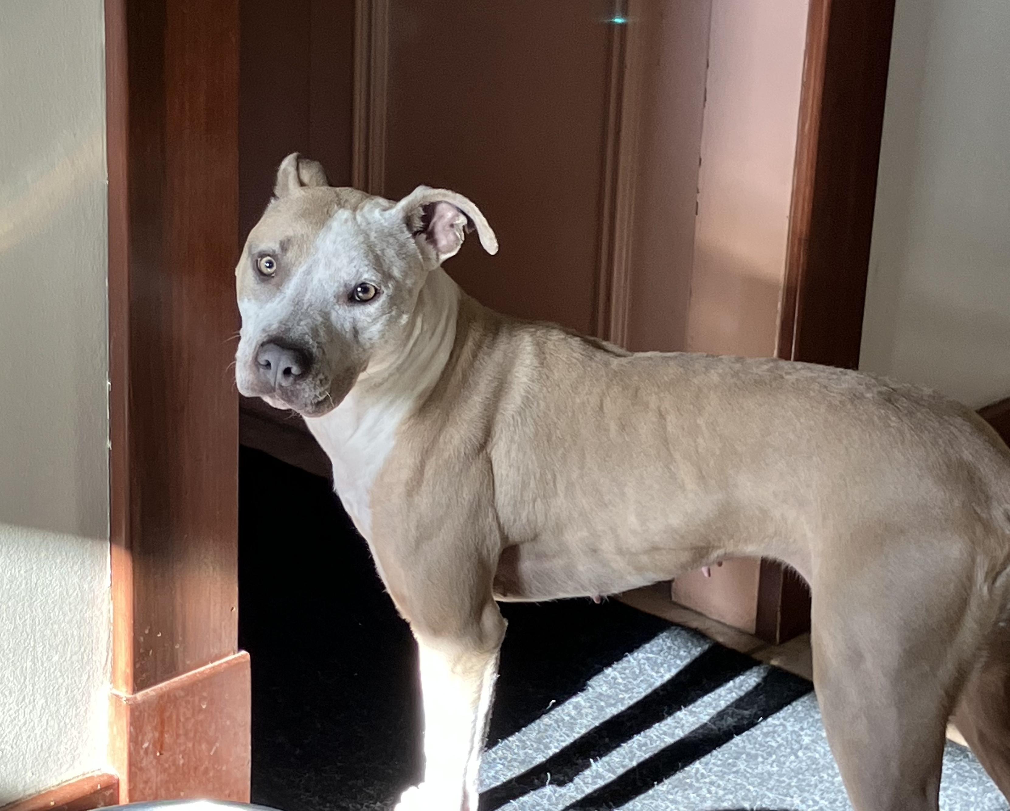 Enlarge TAWNY, a Adoptable mixed breed in Bloomfield Hills, MI image 3/5