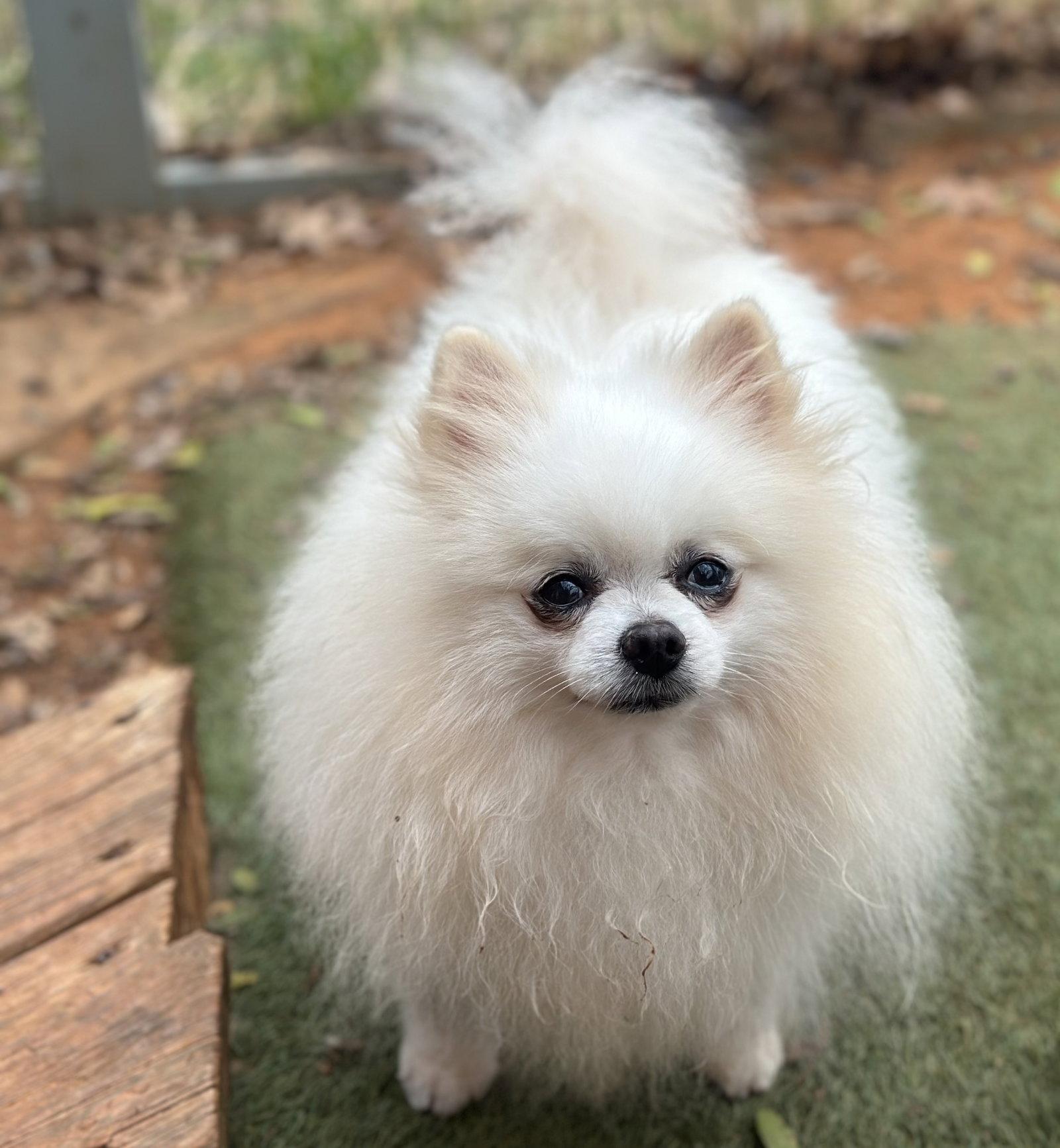 Enlarge Pete, a Adopted Pomeranian in Garland, TX image 1/3