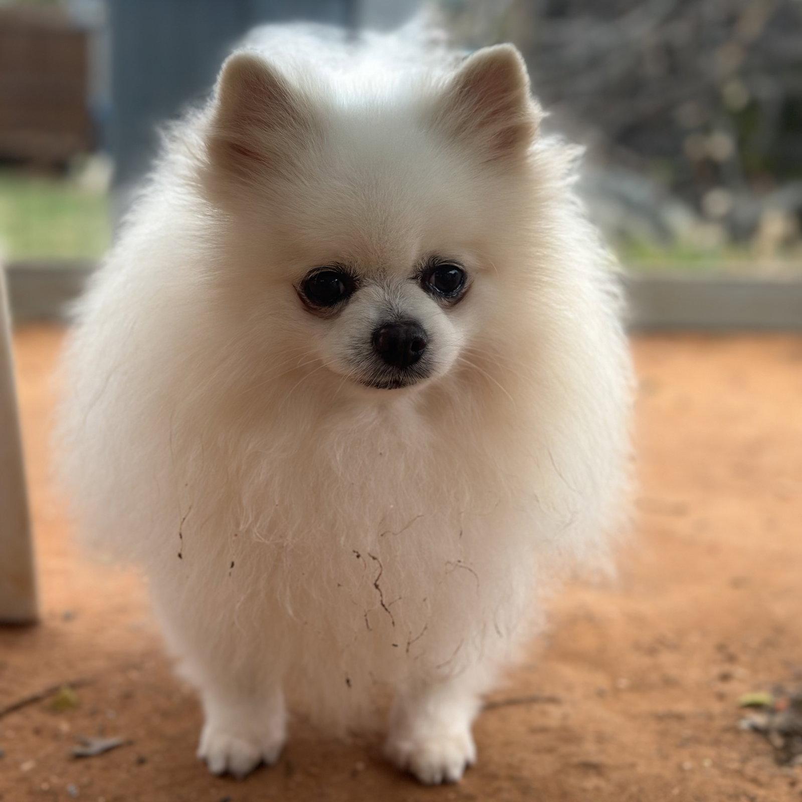 Enlarge Pete, a Adopted Pomeranian in Garland, TX image 2/3