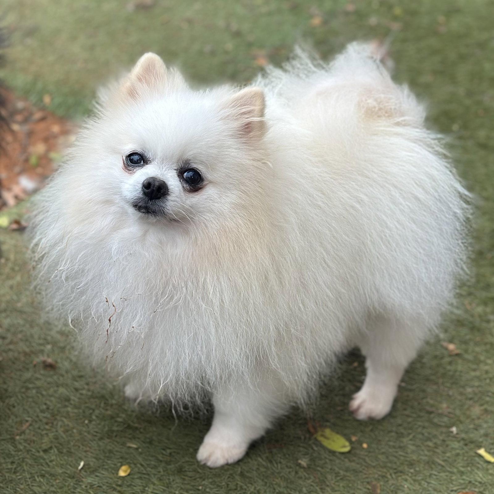 Enlarge Pete, a Adopted Pomeranian in Garland, TX image 3/3