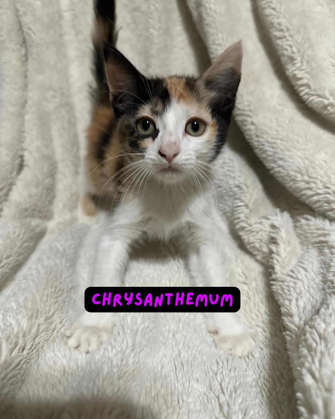 CHRYSANTHEMUM, Baby Female unknown