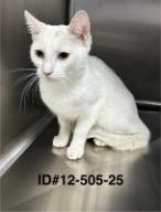 Jill, Adoptable, Young Female Domestic Short Hair.