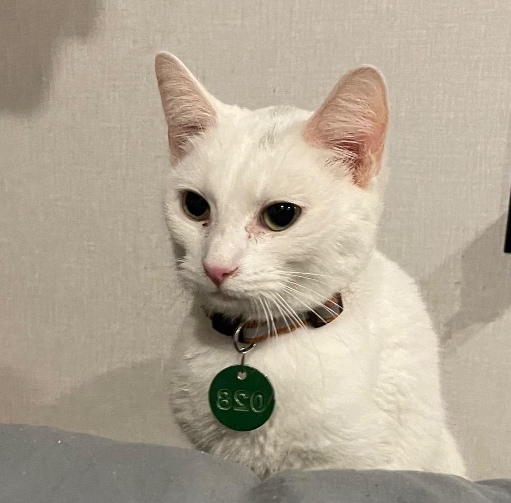 Enlarge Jill, a Adoptable mixed breed in Dalton, GA image 2/2