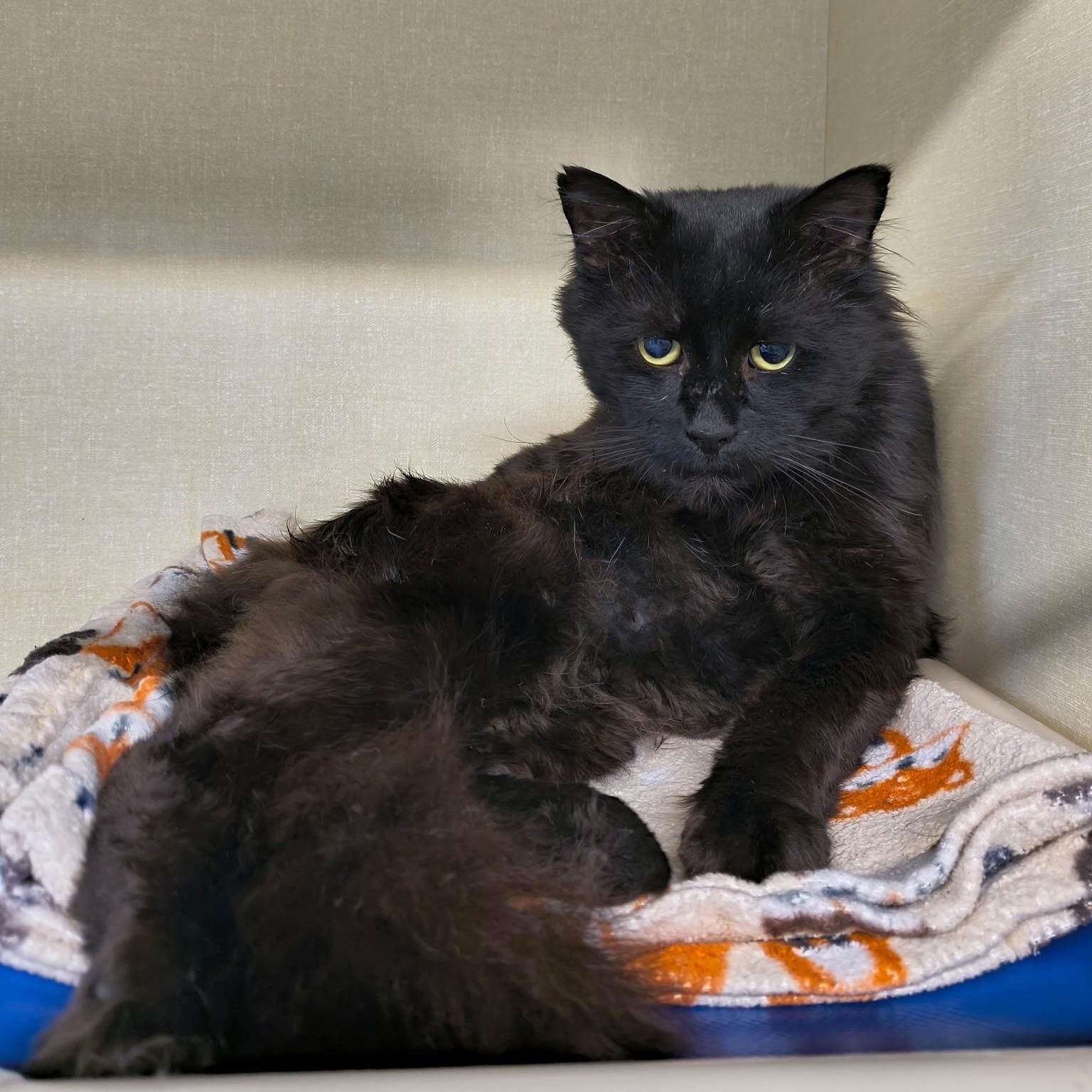 Enlarge Mozart, an adoption pending Domestic Medium Hair in Saint Marys, PA image 1/1