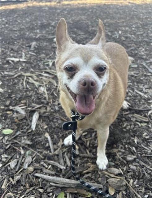 Enlarge BUCKEY, a Adoptable Chihuahua in Fremont, CA image 1/1