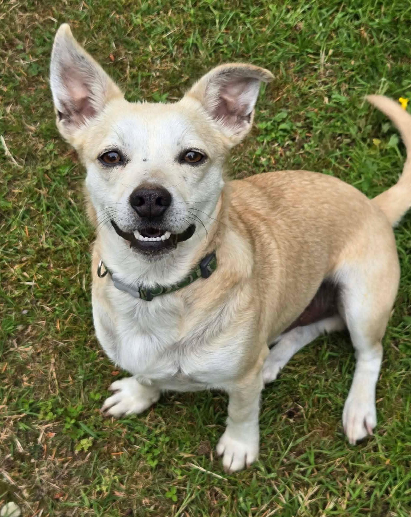 Pacino, adoptable, Young Male Chihuahua.