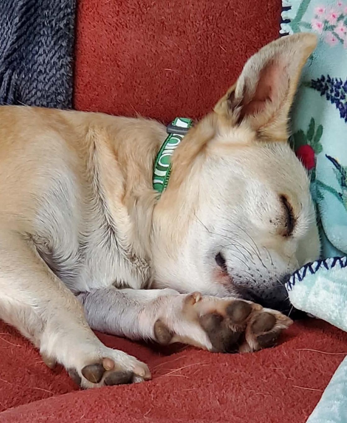 Enlarge Pacino, an adoptable mixed breed in Silvana, WA image 3/6