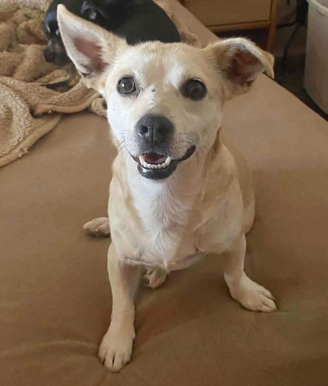Enlarge Pacino, an adoptable mixed breed in Silvana, WA image 1/6