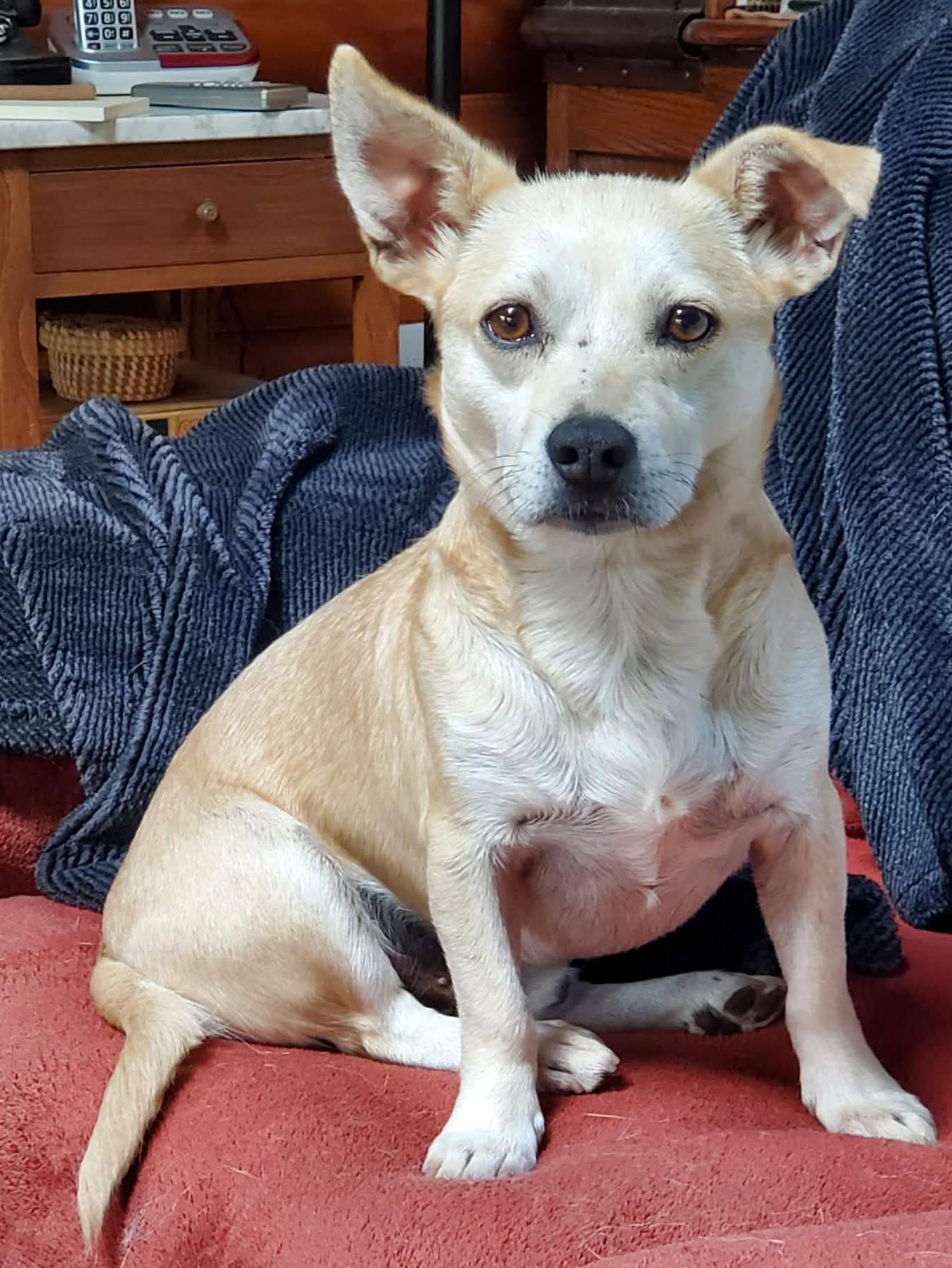 Enlarge Pacino, an adoptable mixed breed in Silvana, WA image 2/6