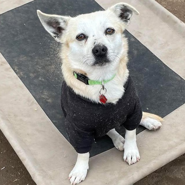 Enlarge Pacino, an adoptable mixed breed in Silvana, WA image 4/6