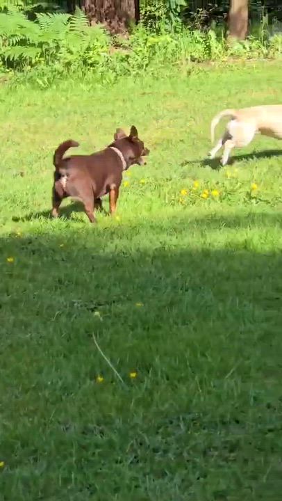 Enlarge Pacino, an adoptable mixed breed in Silvana, WA video 6/6