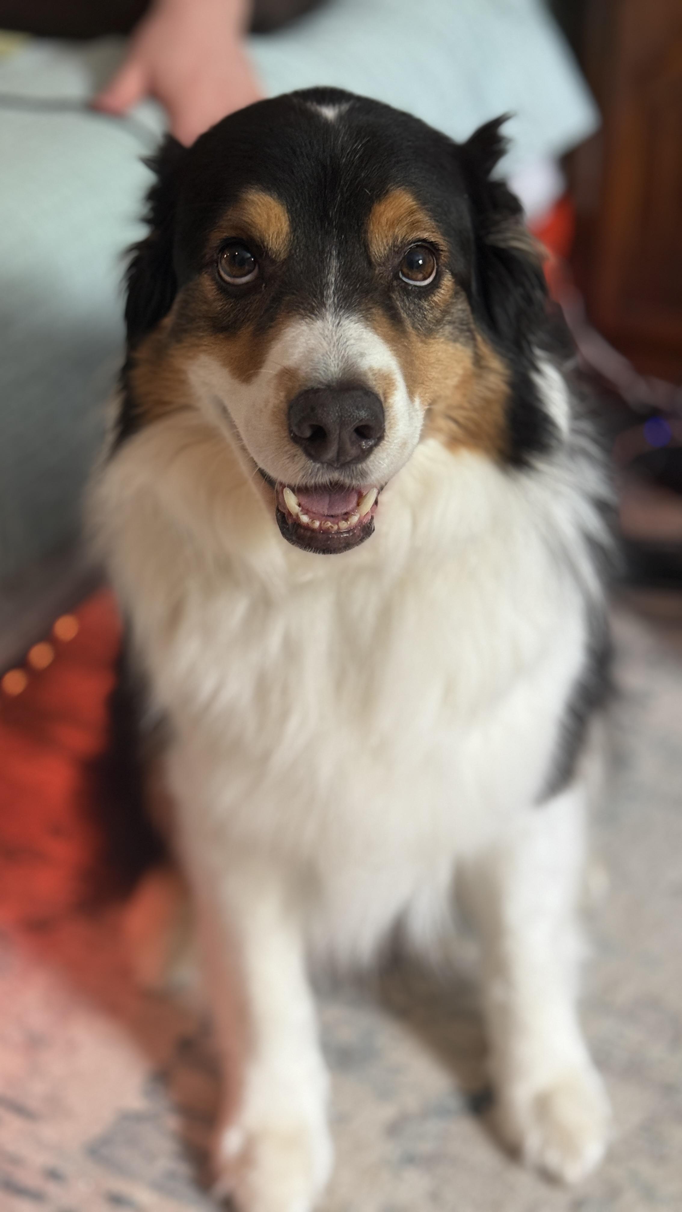 HAKU, an adopted Anatolian Shepherd in Las Vegas, NV image 1/5