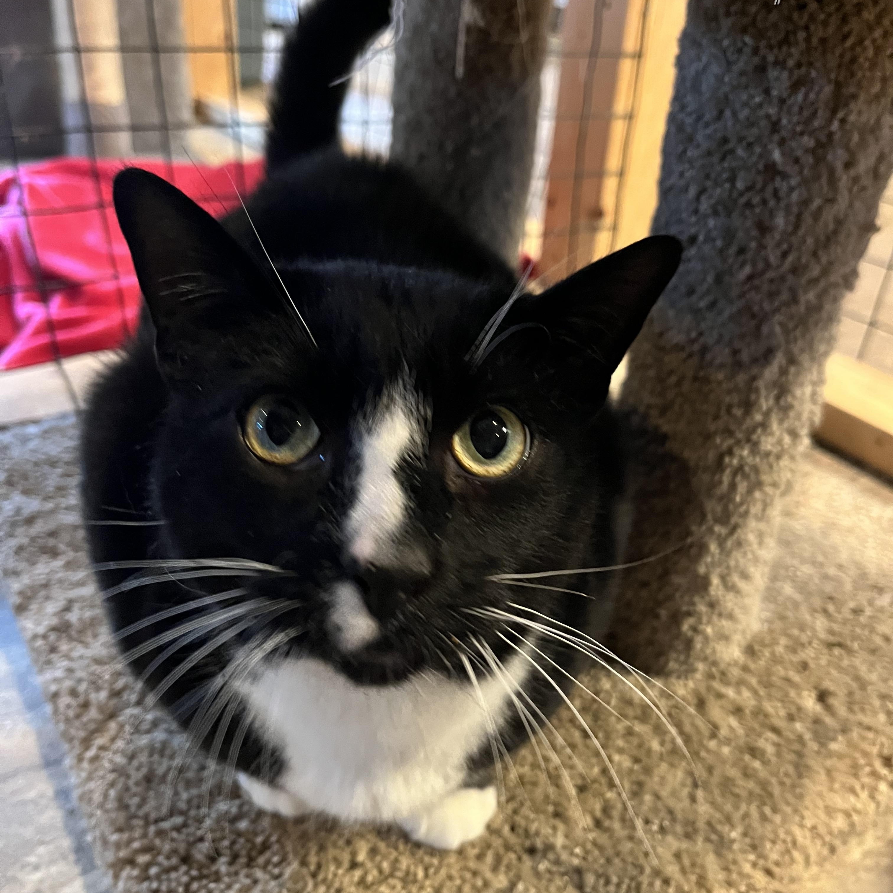 Enlarge Rigoletto, a Adoptable Domestic Short Hair in Landenberg, PA image 2/3