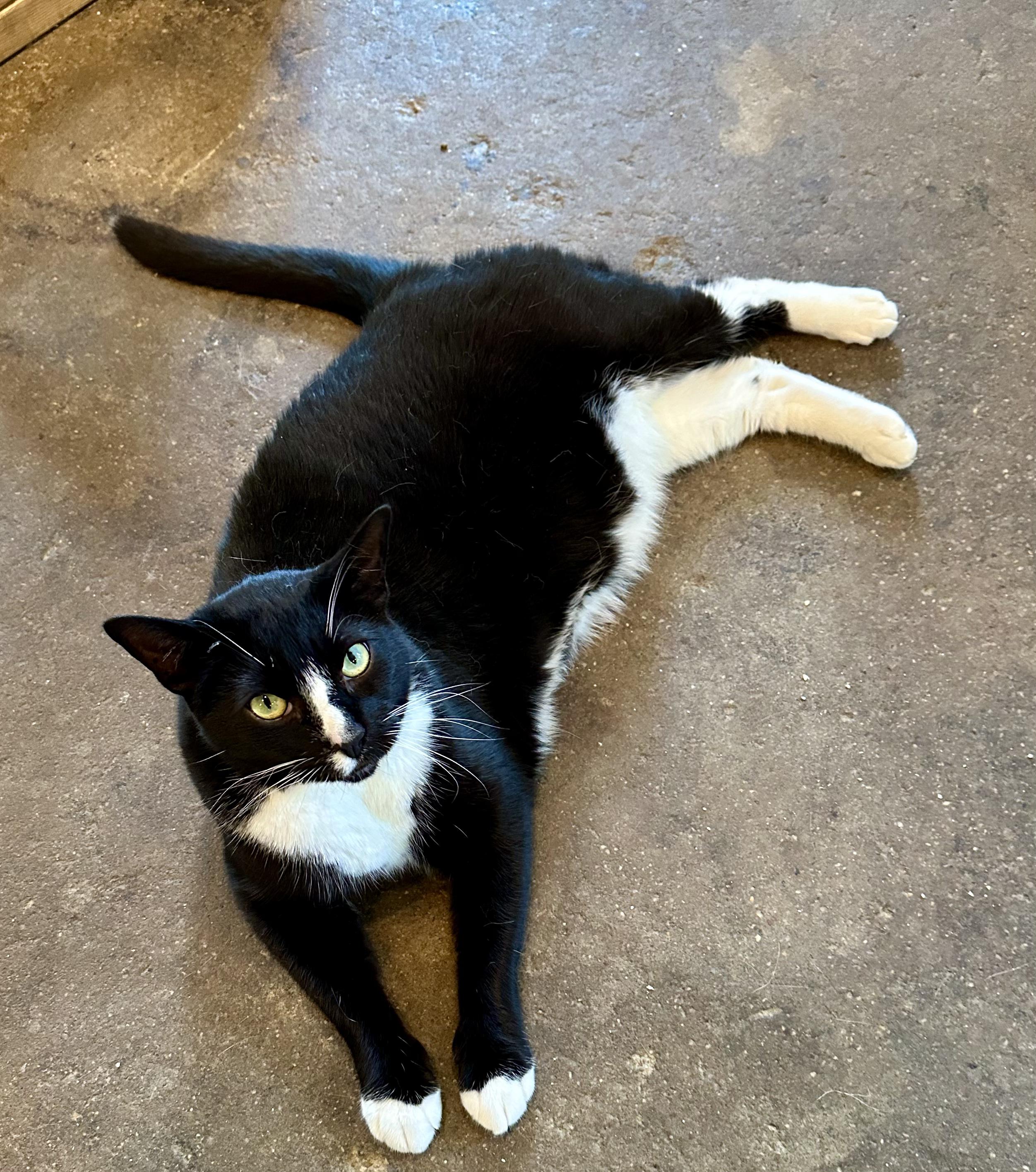 Enlarge Rigoletto, a Adoptable Domestic Short Hair in Landenberg, PA image 1/3