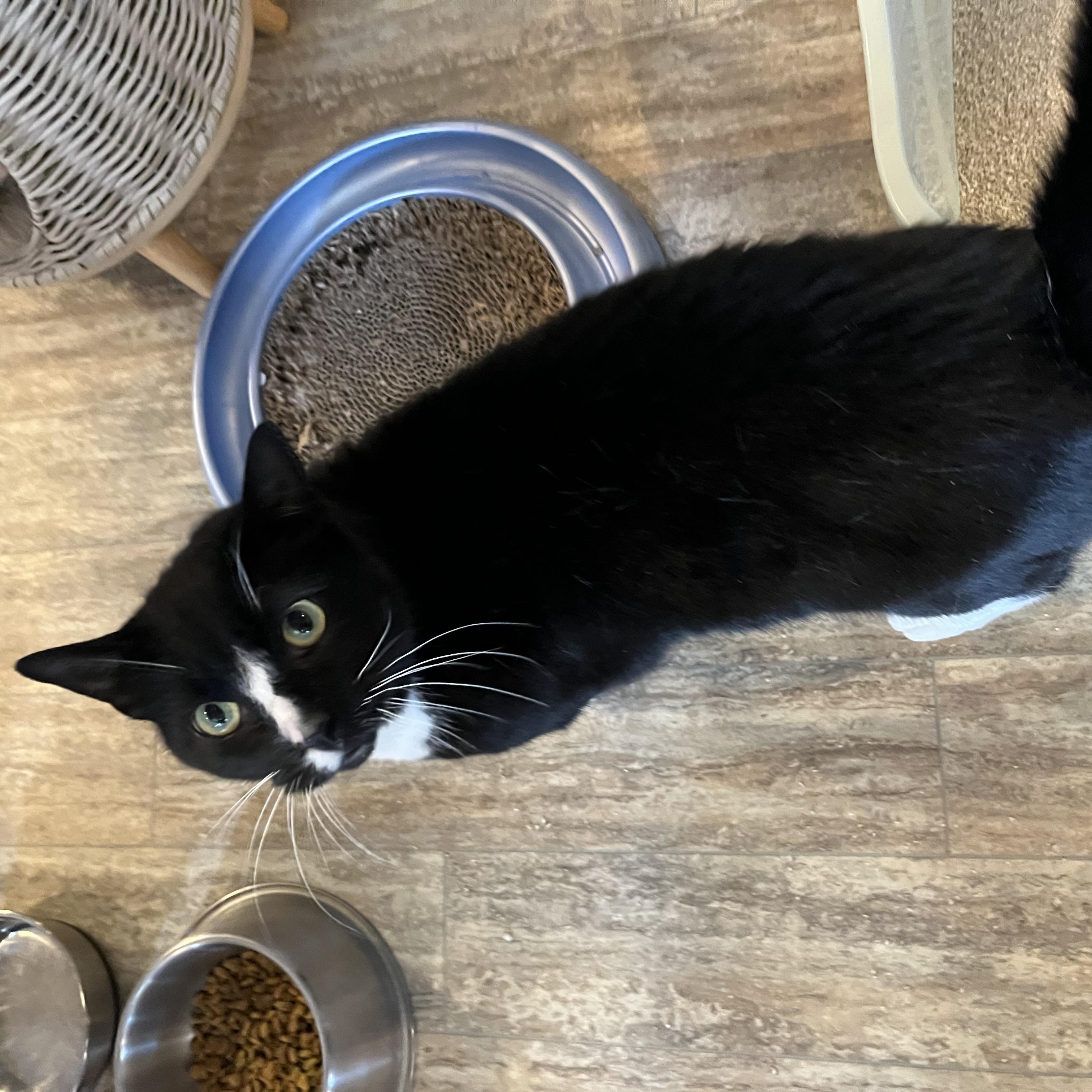 Enlarge Rigoletto, a Adoptable Domestic Short Hair in Landenberg, PA image 3/3