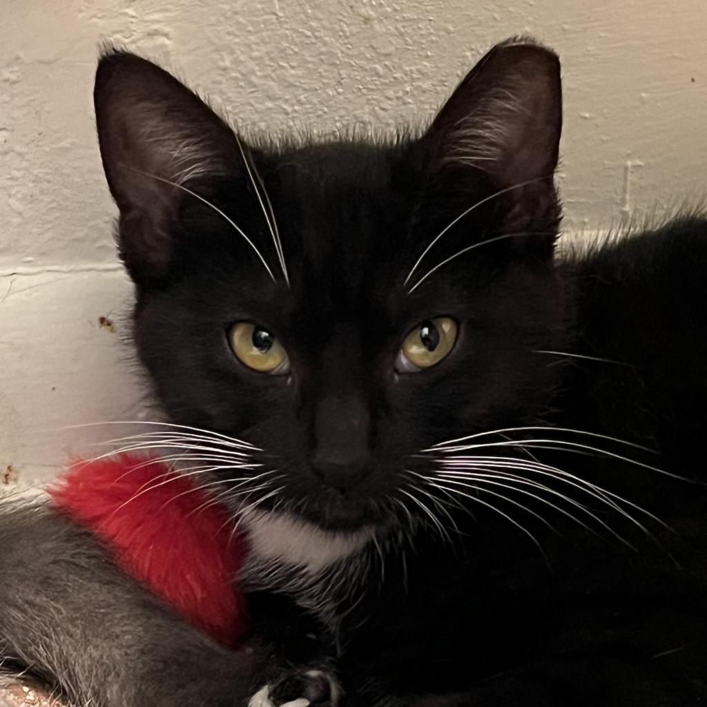 Enlarge Willow, a Adoptable Domestic Medium Hair in Garden Grove, CA image 1/6