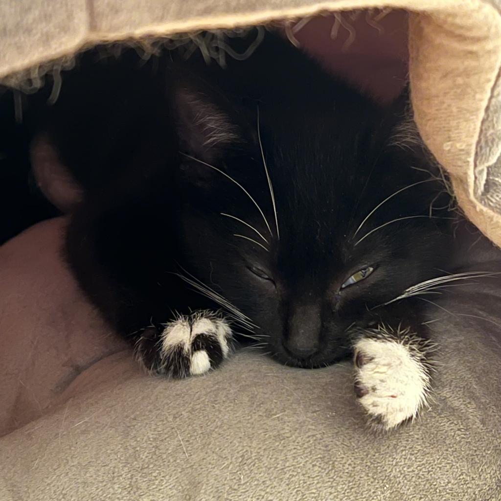 Enlarge Willow, a Adoptable Domestic Medium Hair in Garden Grove, CA image 2/6