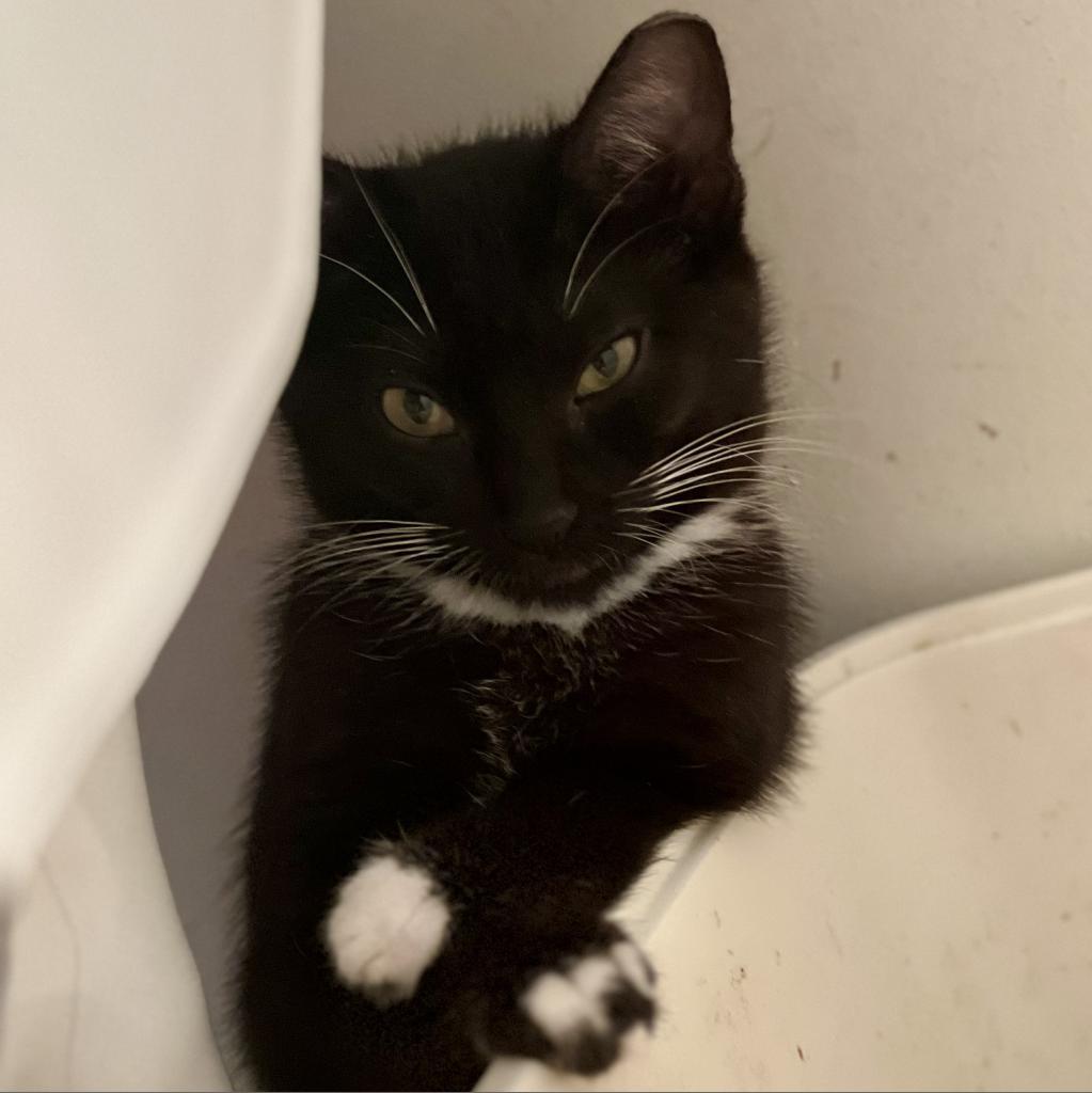Enlarge Willow, a Adoptable Domestic Medium Hair in Garden Grove, CA image 5/6