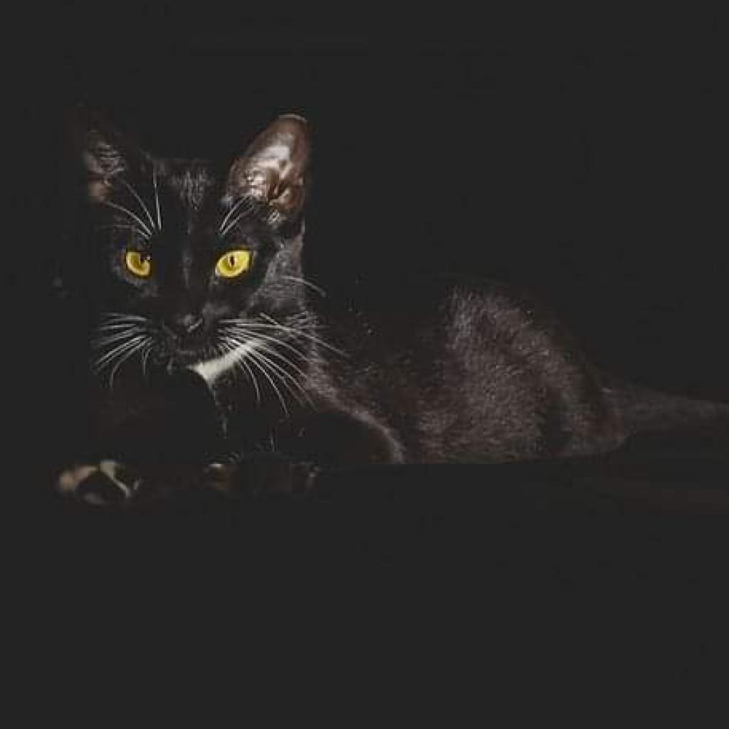 Enlarge Willow, a Adoptable Domestic Medium Hair in Garden Grove, CA image 6/6