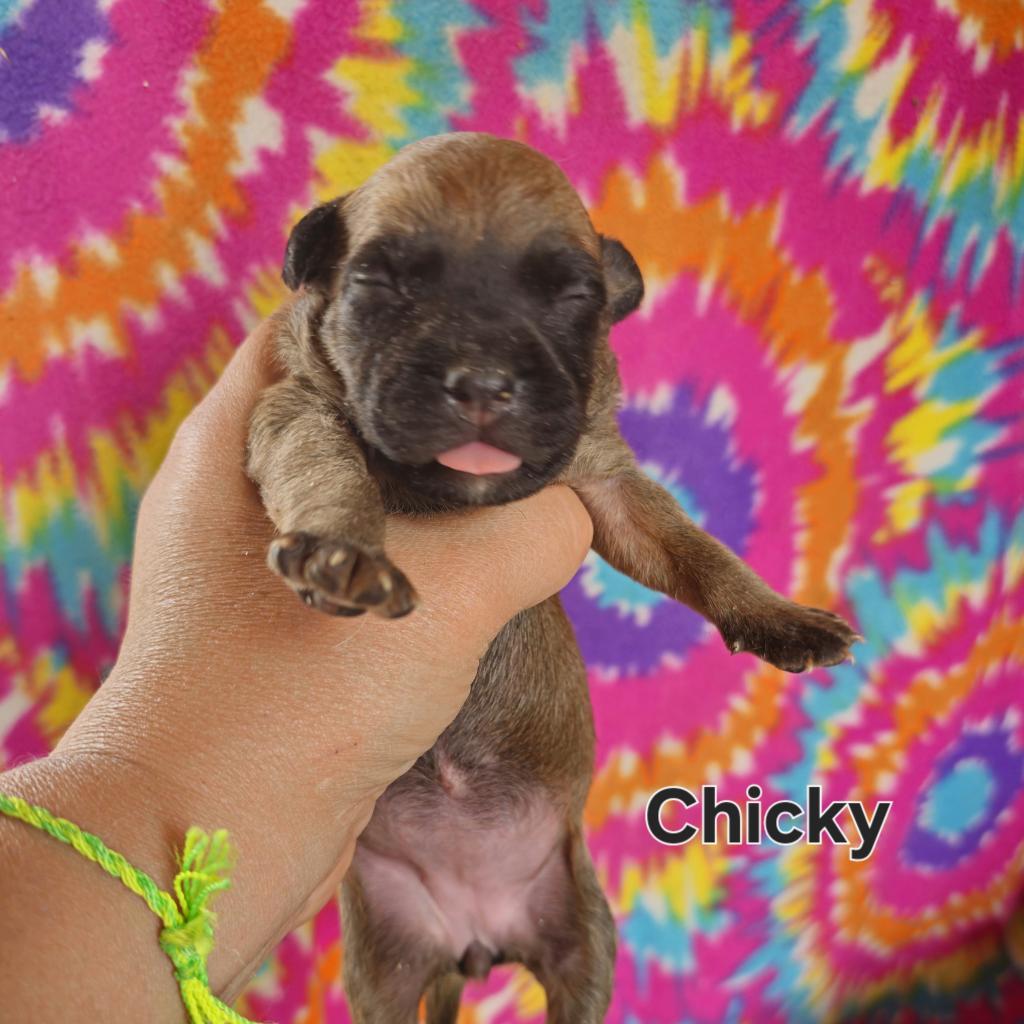 Chicky, Adoptable, Adult Female Boxer.