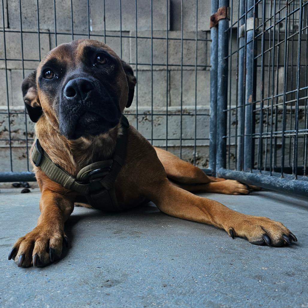 Enlarge Chicky, a Adoptable Boxer in mount vernon, AR image 2/3