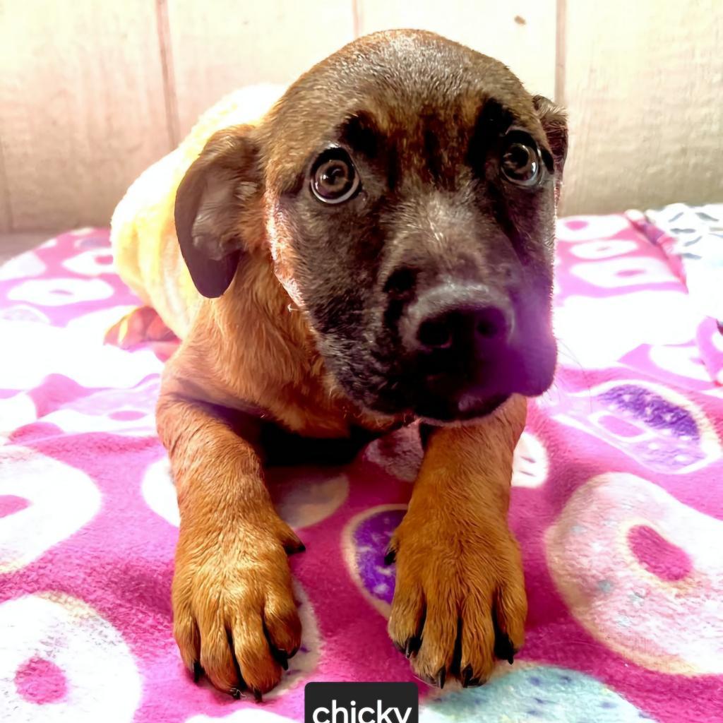 Enlarge Chicky, a Adoptable Boxer in mount vernon, AR image 3/3