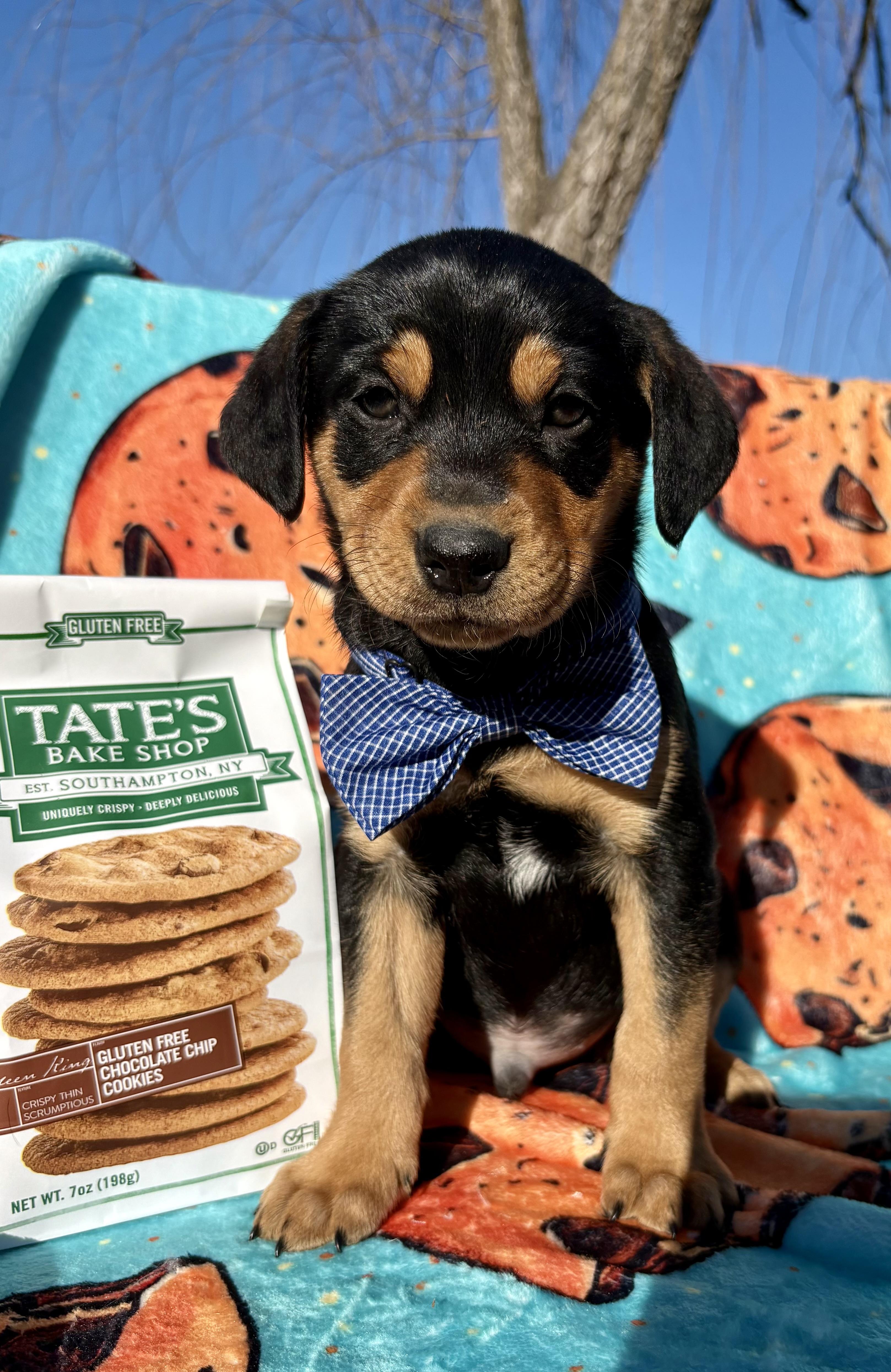 Enlarge Tate, a Adoptable mixed breed in Pittsboro, NC image 3/4