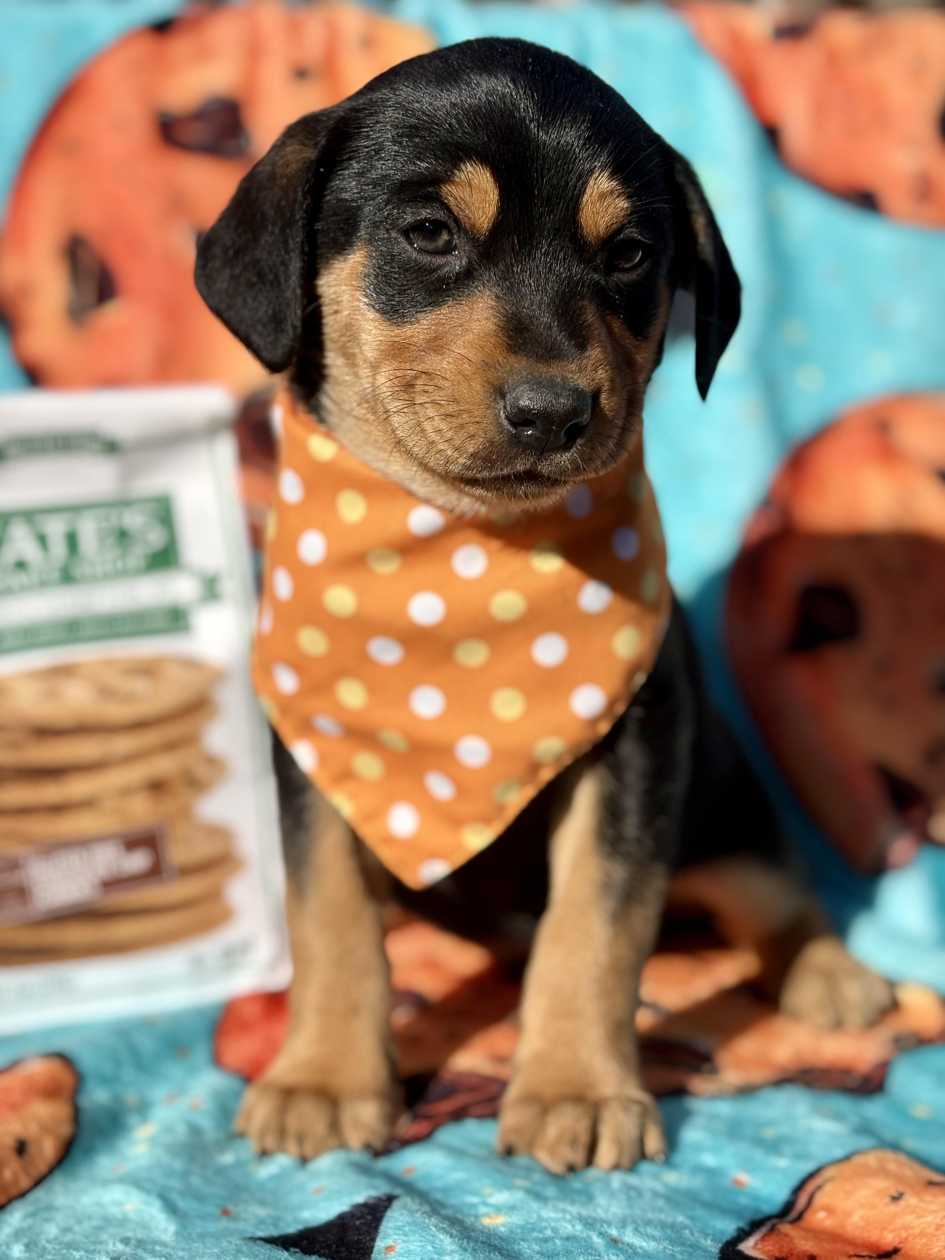Enlarge Tate, a Adoptable mixed breed in Pittsboro, NC image 2/4