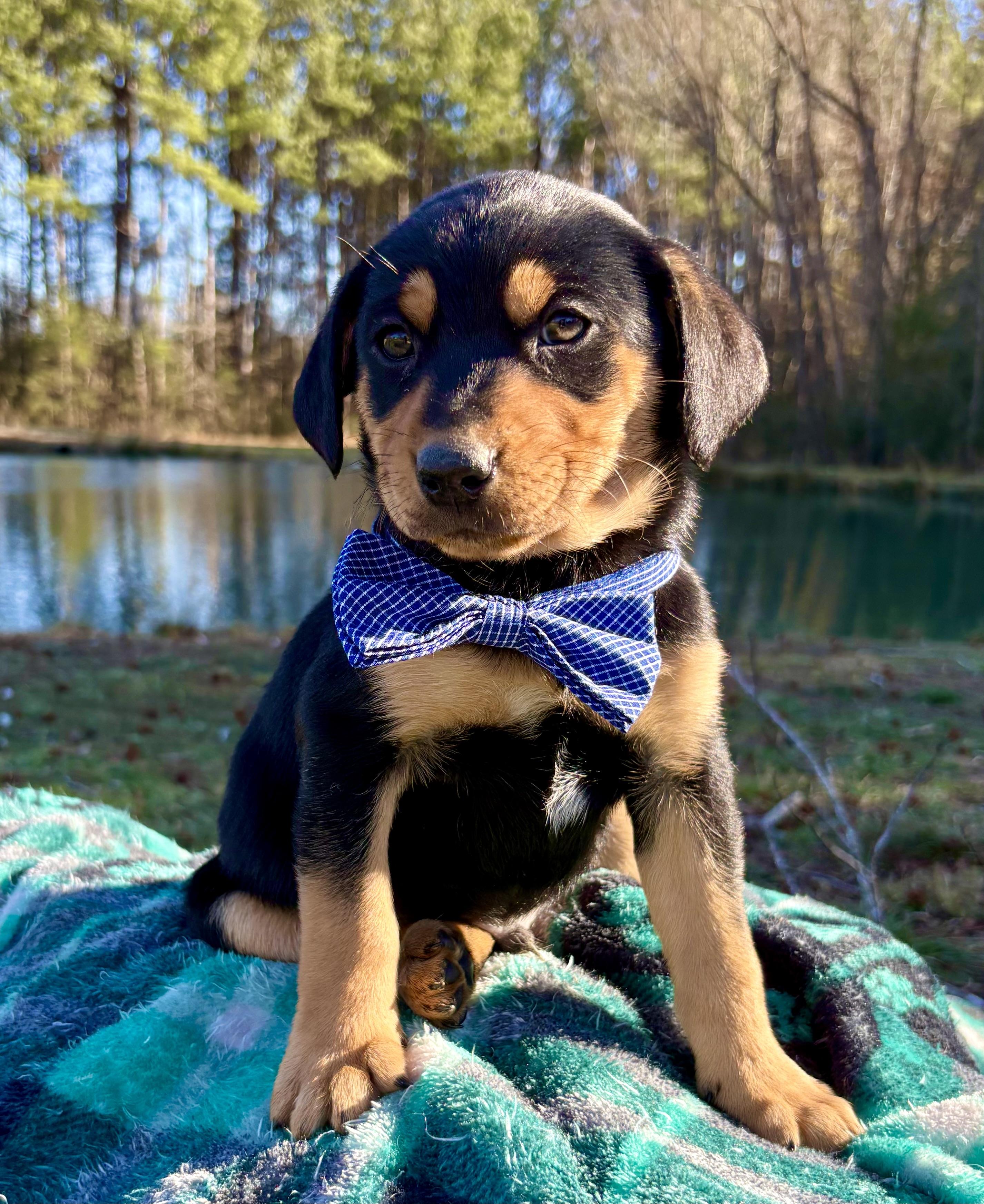 Tate, Adoptable, Puppy Male Beagle & Labrador Retriever.