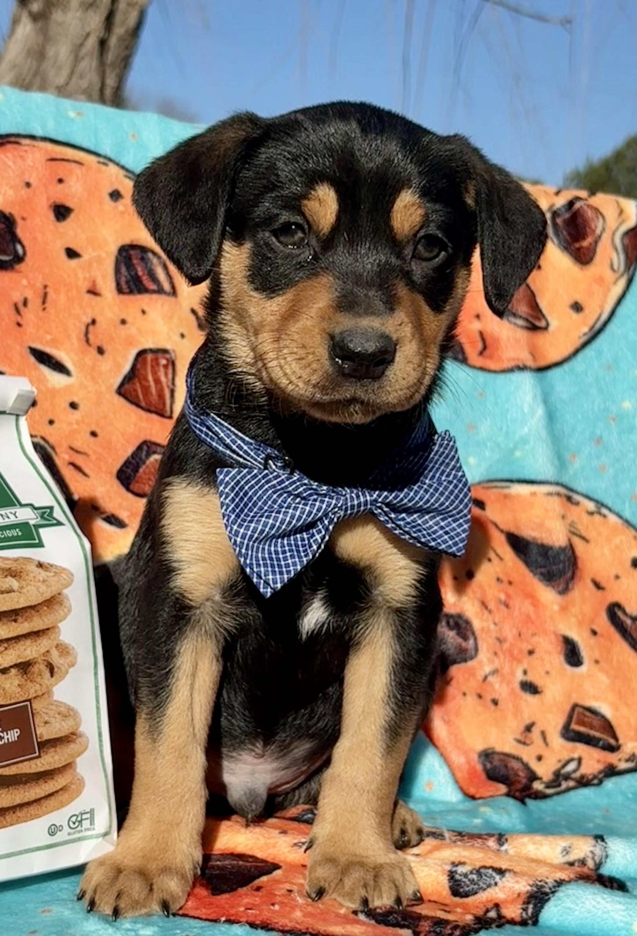 Enlarge Tate, a Adoptable mixed breed in Pittsboro, NC image 4/4