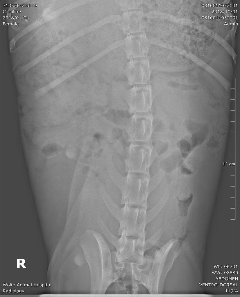 Enlarge Bonnie, a Adoptable Pit Bull Terrier in Waynesville, GA image 3/6