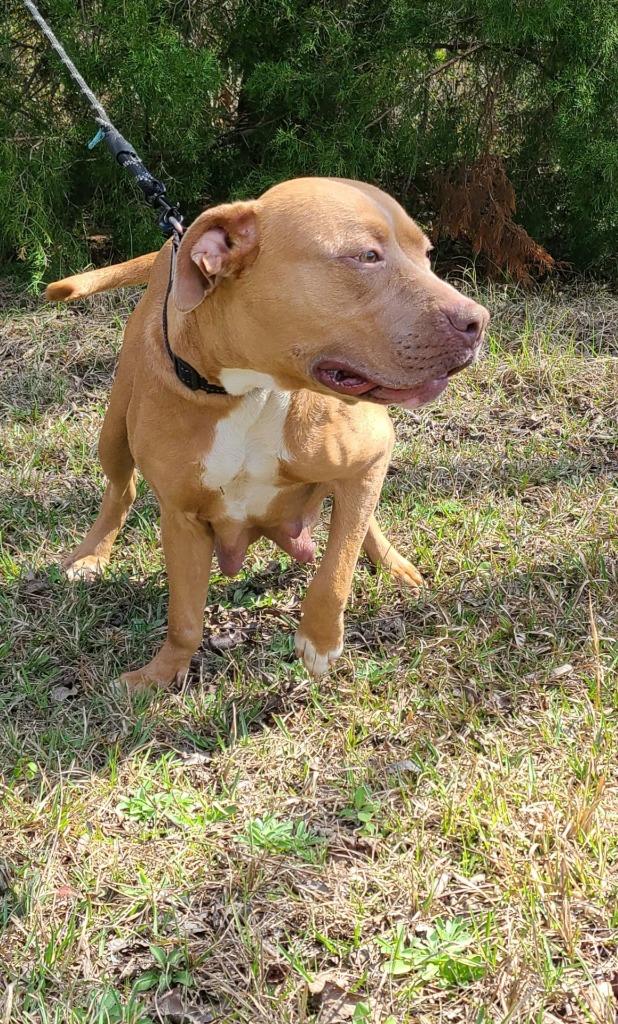 Enlarge Bonnie, a Adoptable Pit Bull Terrier in Waynesville, GA image 4/6
