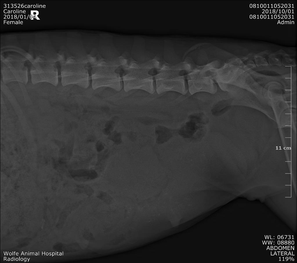 Enlarge Bonnie, a Adoptable Pit Bull Terrier in Waynesville, GA image 5/6