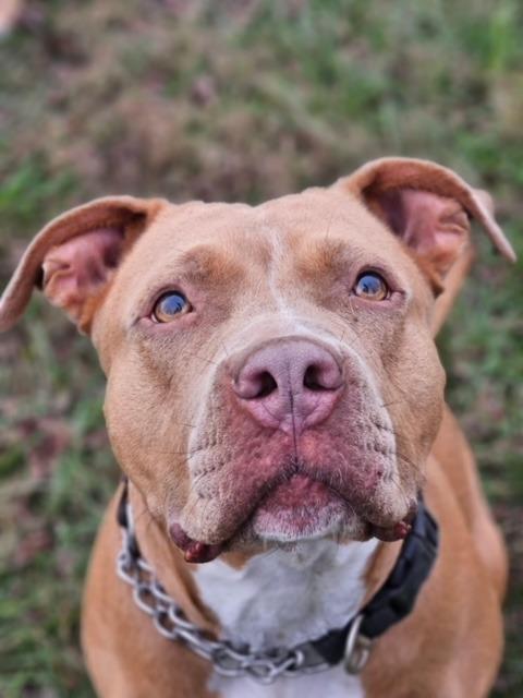 Enlarge Bonnie, a Adoptable Pit Bull Terrier in Waynesville, GA image 6/6