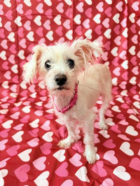 FLUFF, Adoptable, Adult Female Maltese.