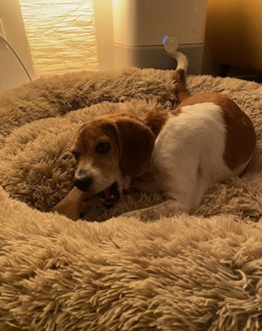 RANGER, Adopted, Adult Male Beagle.