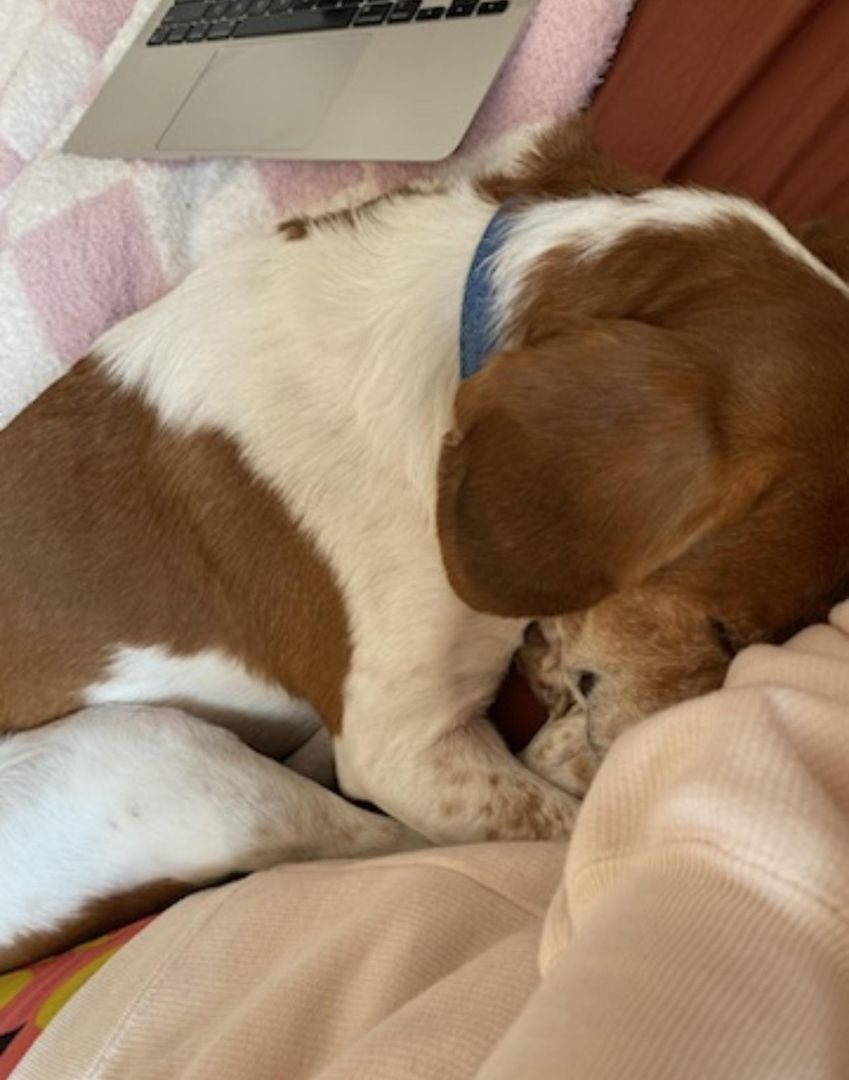 RANGER, a Adopted Beagle in Irwin, PA image 2/4