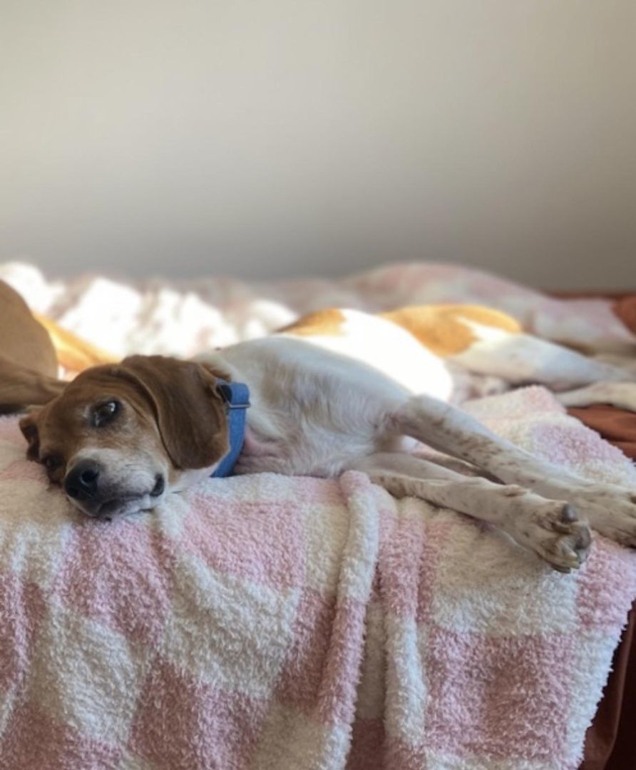 RANGER, a Adopted Beagle in Irwin, PA image 3/4