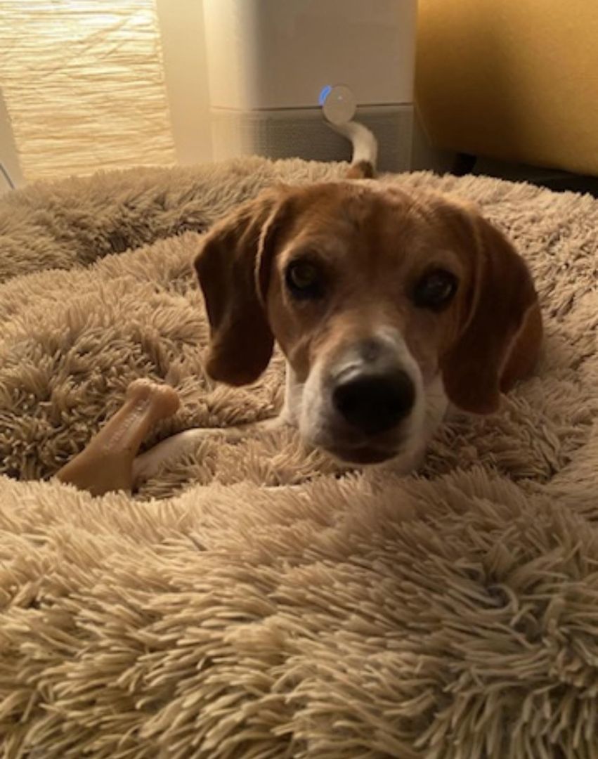 RANGER, a Adopted Beagle in Irwin, PA image 4/4