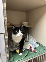 Enlarge Ole, a ADOPTABLE Domestic Short Hair in Steamboat Springs, CO image 2/2