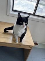 Enlarge Ole, a ADOPTABLE Domestic Short Hair in Steamboat Springs, CO image 1/2