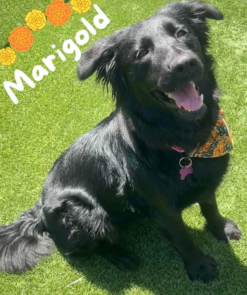 Enlarge Marigold, a ADOPTABLE mixed breed in Washington , PA image 1/1