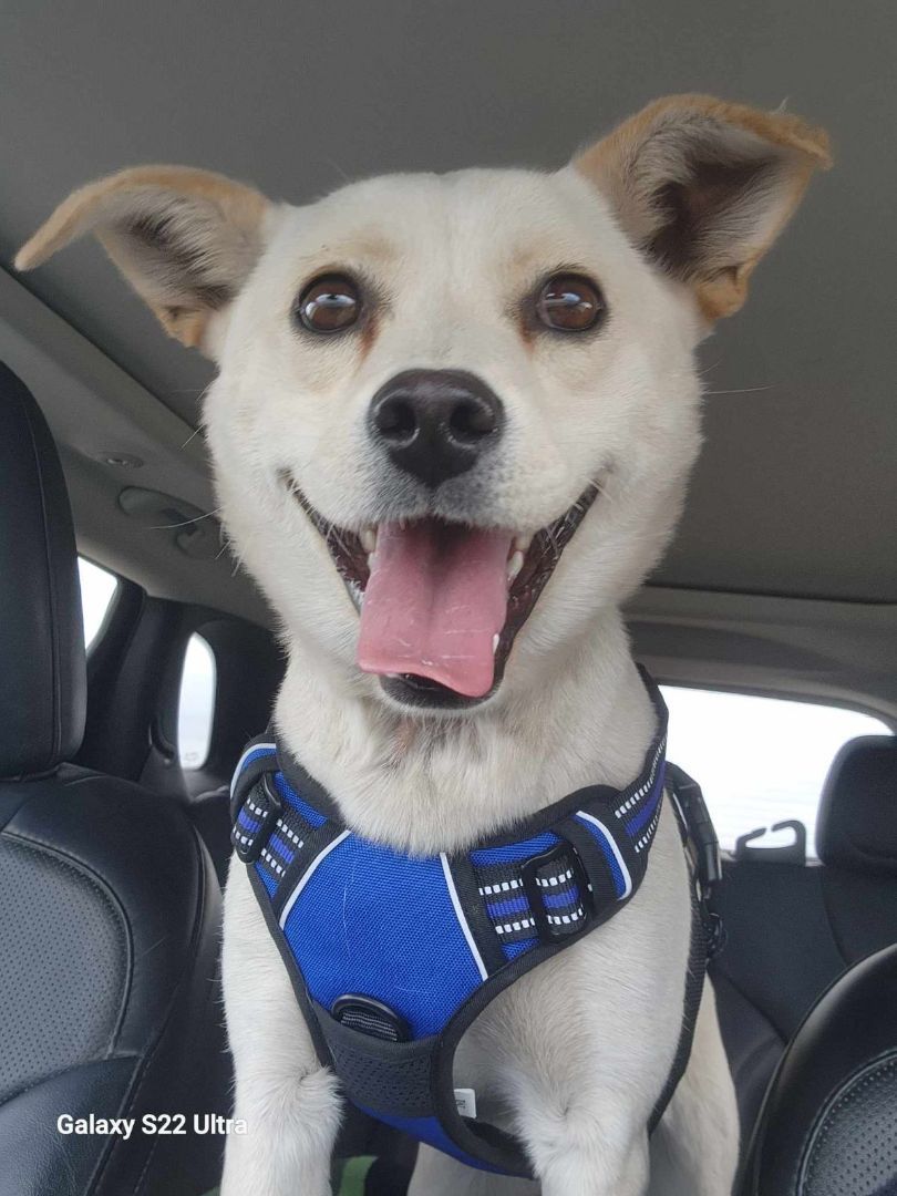 Sandy, Adult Female Feist